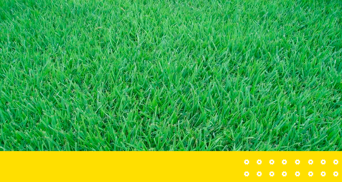 Como plantar e cuidar da grama esmeralda?