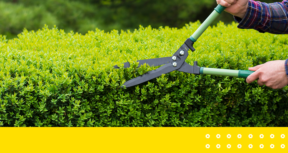 Dê adeus às tesouras de jardinagem e às horas de esforço físico. Conheça as ferramentas para aparar cerca-viva de forma fácil e eficiente.